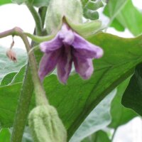 Auberginen Lange Violette (Solanum melongena)