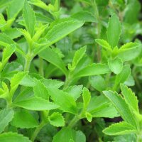 Süßkraut (Stevia rebaudiana) Samen