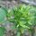 Süßkraut (Stevia rebaudiana) Samen