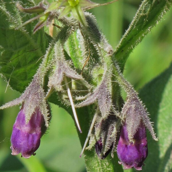 Echter Beinwell (Symphytum officinale) Samen