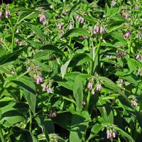 Echter Beinwell (Symphytum officinale) Samen