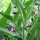 Echter Beinwell (Symphytum officinale) Samen