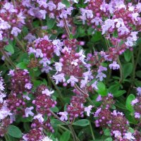 Quendel / Wilder Thymian (Thymus pulegioides) Samen