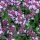 Quendel / Wilder Thymian (Thymus pulegioides) Samen