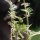 Erd Burzeldorn (Tribulus terrestris) Samen