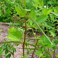 Bockshornklee (Trigonella foenum-graecum) Samen