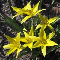 Weinbergtulpe / Wilde Tulpe (Tulipa sylvestris) Samen