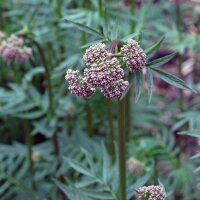 Echter Baldrian (Valeriana officinalis) Samen