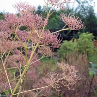Echter Baldrian (Valeriana officinalis) Samen