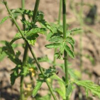 Eisenkraut (Verbena officinalis) Samen