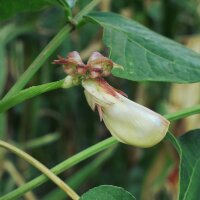 Schlangenbohne / Spargelbohne / Meterbohne (Vigna unguiculata subsp. sesquipedalis) Samen