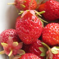 Erdbeere Rote Baron Solemacher (Fragaria vesca var. semperflorens) Samen