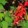 Feuersalbei (Salvia splendens) Samen