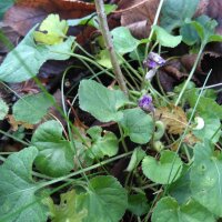 Duftveilchen (Viola odorata) Samen