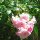 Garten-Rose Angel Wings (Rosa chinensis) Samen