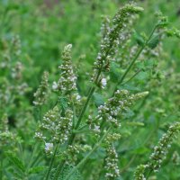 Rundblättrige Minze / Apfelminze (Mentha suaveolens)...