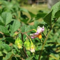 Alte Kartoffelsorten-Mix (Solanum tuberosum)