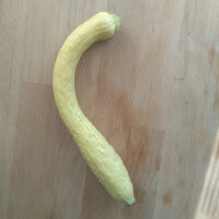 Gelbe Zucchini Yellow Crookneck (Cucurbita pepo) Samen