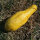 Gelbe Zucchini Yellow Crookneck (Cucurbita pepo) Samen