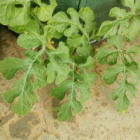 Gelbe Wassermelone Golden Midget (Citrullus lanatus) Samen