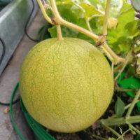 Gelbe Wassermelone Golden Midget (Citrullus lanatus) Samen