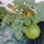 Gelbe Wassermelone Golden Midget (Citrullus lanatus) Samen