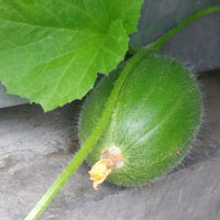 Honigmelone Minnesota Midget (Cucumis melo) Samen