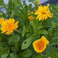 Blumenbouquet in Gelb - Sorten-Mix