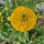 Blumenbouquet in Gelb - Sorten-Mix