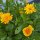 Blumenbouquet in Gelb - Sorten-Mix