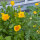Blumenbouquet in Gelb