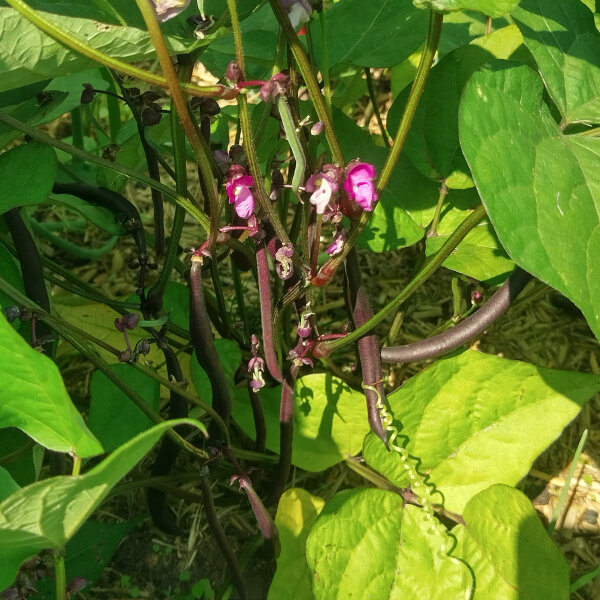 Violette Buschbohne Royal Burgundy (Phaseolus vulgaris) Samen