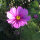 Cosmea / Schmuckkörbchen (Cosmos bipinnatus) Bio Saatgut
