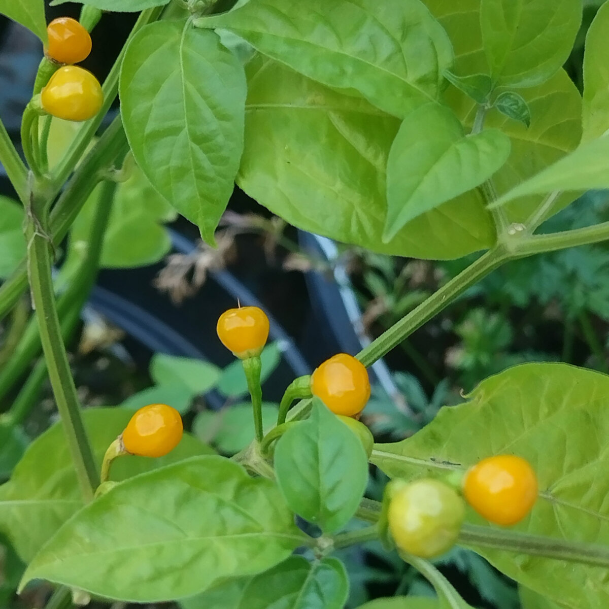 Aji Charapita Chili Anbauen