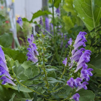 Baikal-Helmkraut/ Chinesisches Helmkraut (Scutellaria baicalensis) Bio