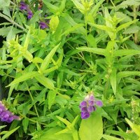 Baikal-Helmkraut/ Chinesisches Helmkraut (Scutellaria baicalensis) Bio