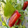 Milder Chili Nadapeño (Capsicum annuum) Bio Saatgut