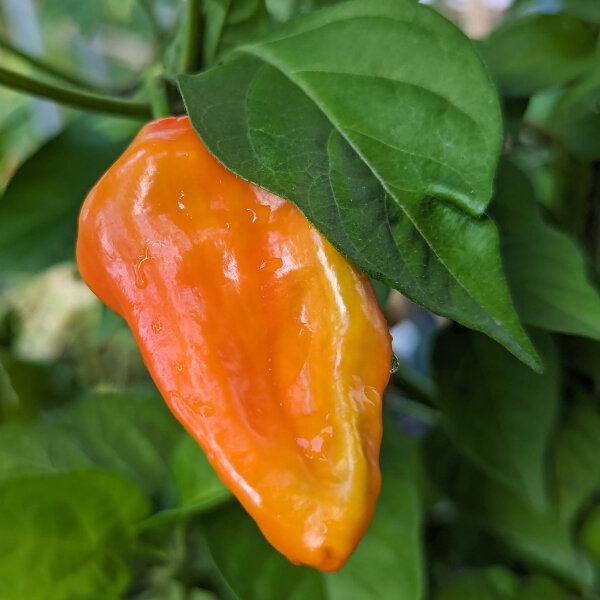 Milder Chili NuMex Suave (Capsicum chinense) Samen