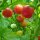 Polnische Kirschtomate Pokusa (Solanum lycopersicum) Bio Samen