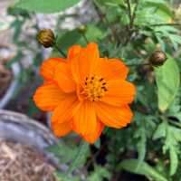 Orange Cosmea / Schmuckkörbchen (Cosmos sulphureus)...