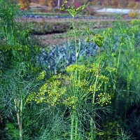 Sommerblumen in Grün (diverse Arten & Sorten) Saatgutmix