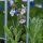 Chinesisches Vergissmeinnicht (Cynoglossum amabile) Samen