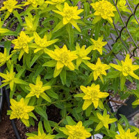 Gold-Wolfsmilch (Euphorbia epithymoides syn. polychroma)...