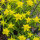 Gold-Wolfsmilch (Euphorbia epithymoides syn. polychroma) Samen