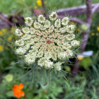 Violette Wilde Möhre (Daucus carota) Samen