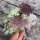 Violette Wilde Möhre (Daucus carota) Samen