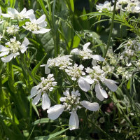 Strahlen-Breitsame / Strahlendolde (Orlaya grandiflora)...