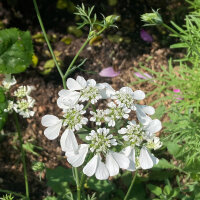 Strahlen-Breitsame / Strahlendolde (Orlaya grandiflora)...