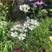 Strahlen-Breitsame / Strahlendolde (Orlaya grandiflora) Samen