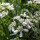 Strahlen-Breitsame / Strahlendolde (Orlaya grandiflora) Samen